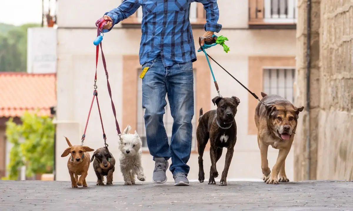 Paw-sitive Opportunities: Dog Walker Jobs with Visa Sponsorship!