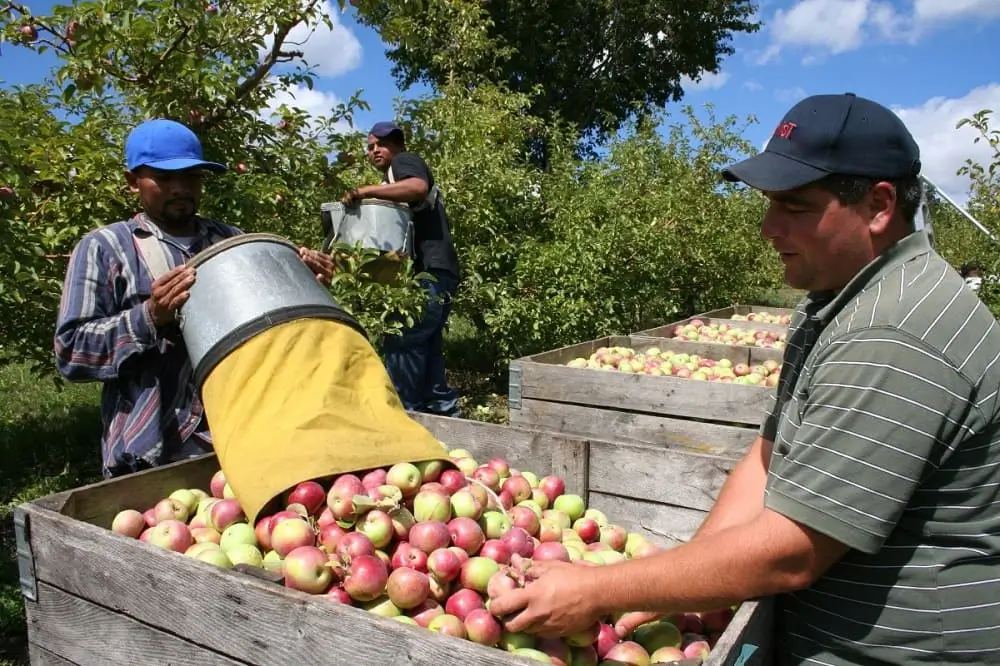 Pick Your Path: Exciting Fruit Picker Jobs with Visa Sponsorship!